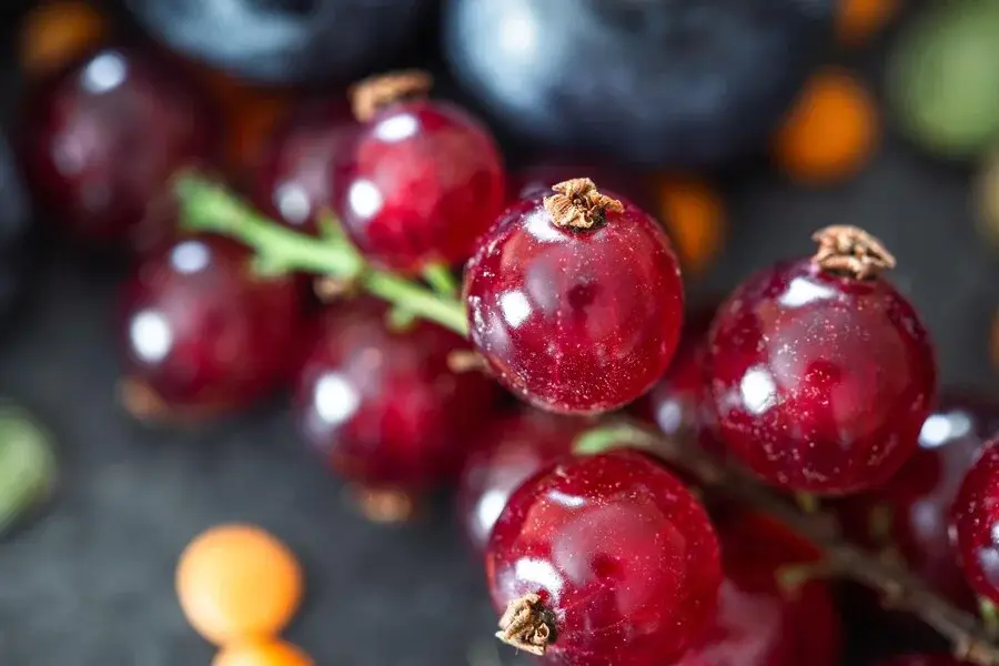 Serbentų krūmų tvirtinimas