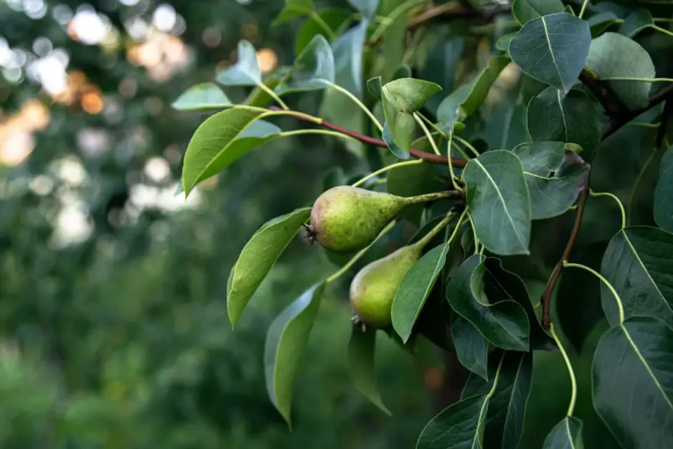 Kokių augalų negalima sodinti šalia kriaušės