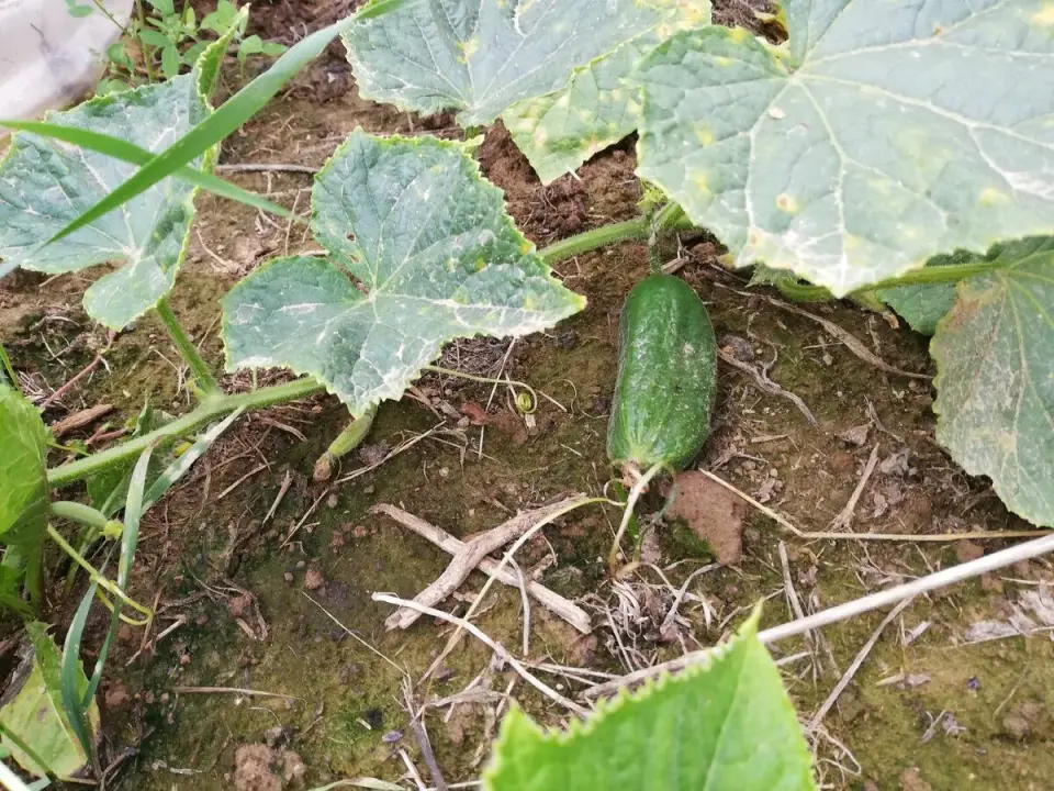 Agurkai iš mano sėklų