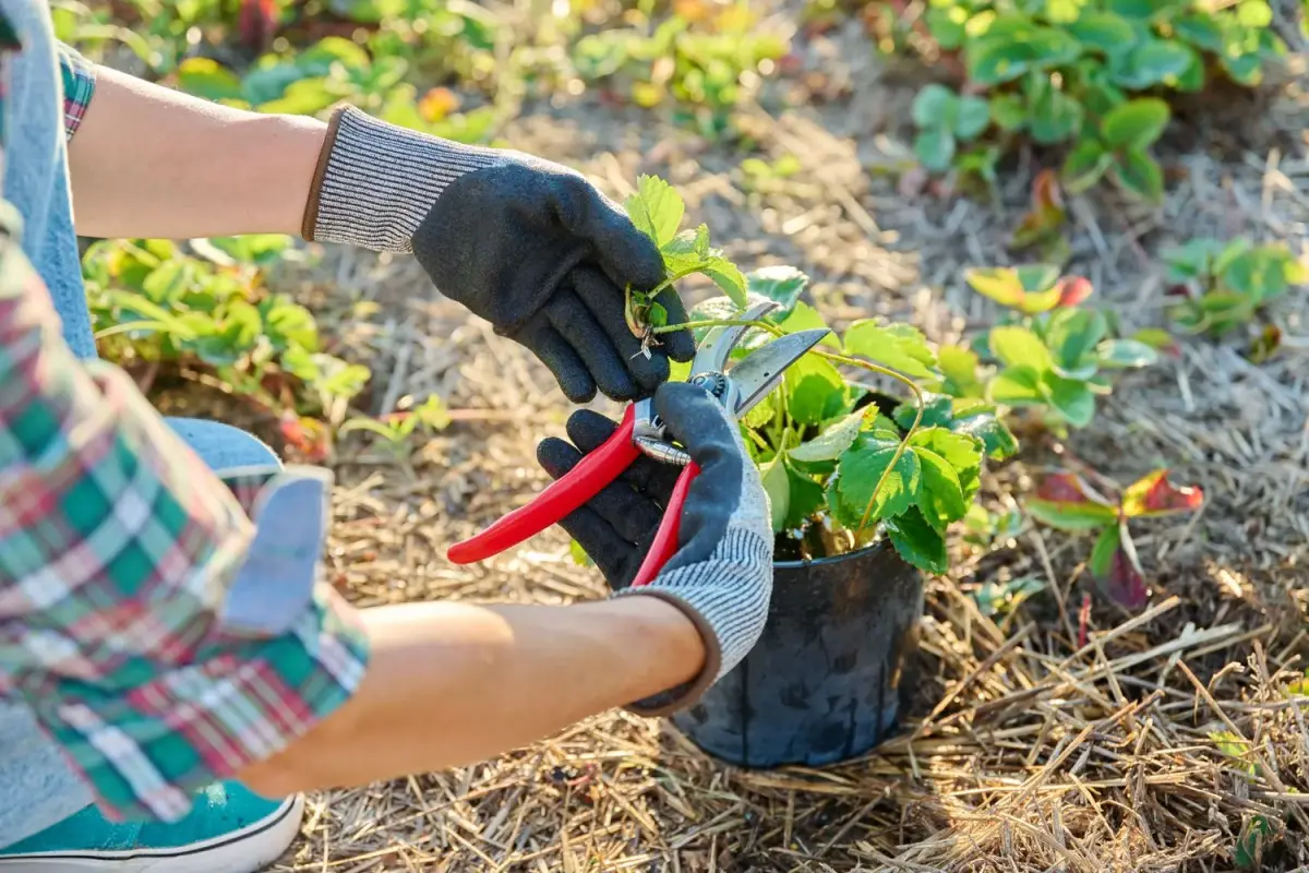 Braškių lapų pjovimas