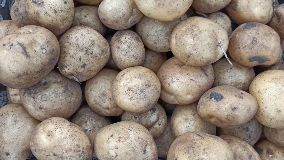 Bulvės niekada nedygsta