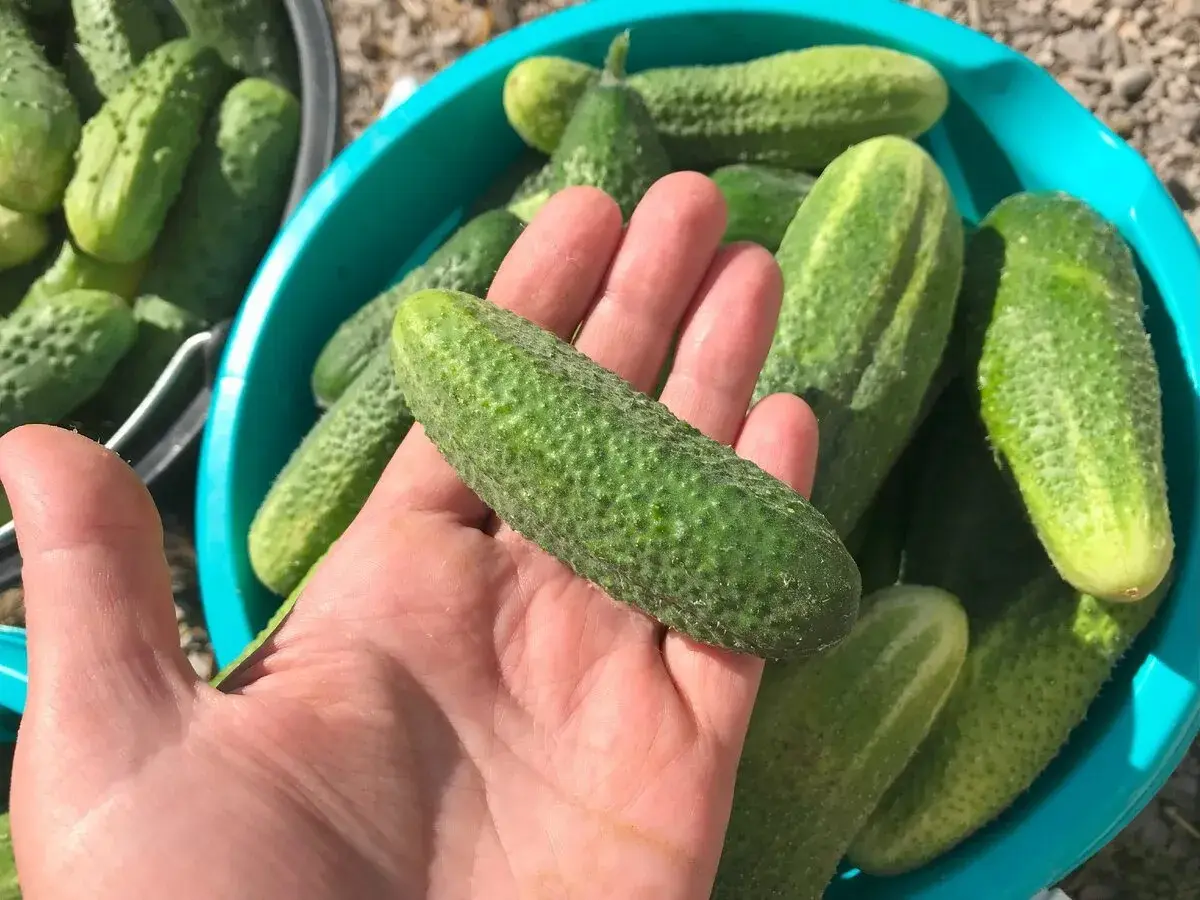 Kodėl auga tuščiaviduriai agurkai