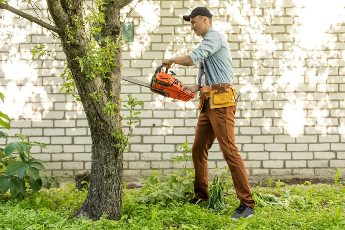 Kodėl negalima pjauti medžio savo sklype