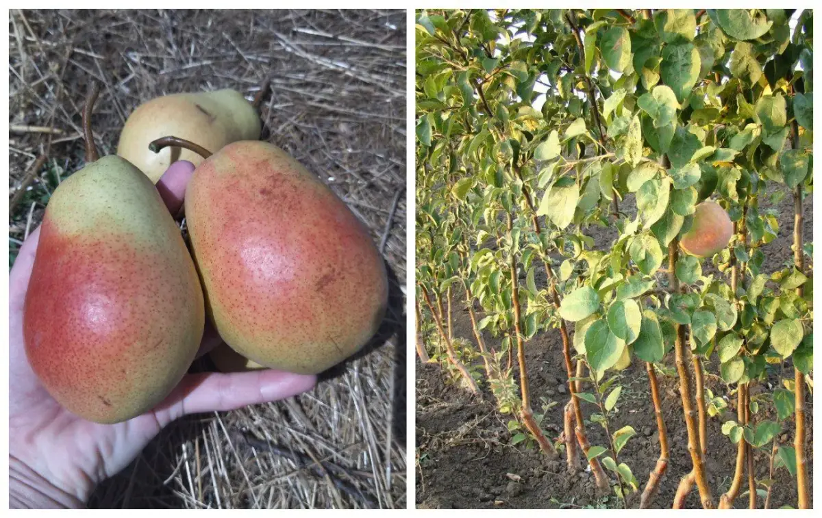 Kriaušės sodinimas lapkritį