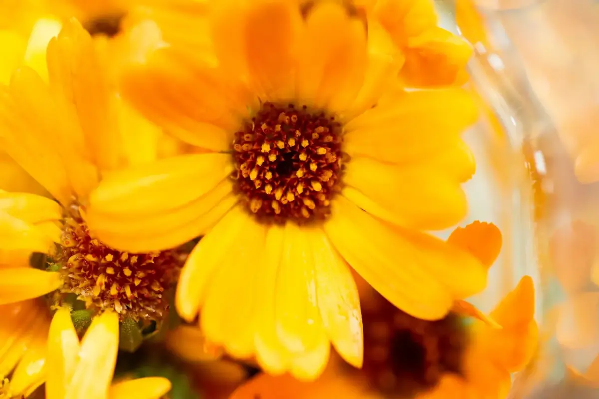 Medetkų sodinimas rudenį