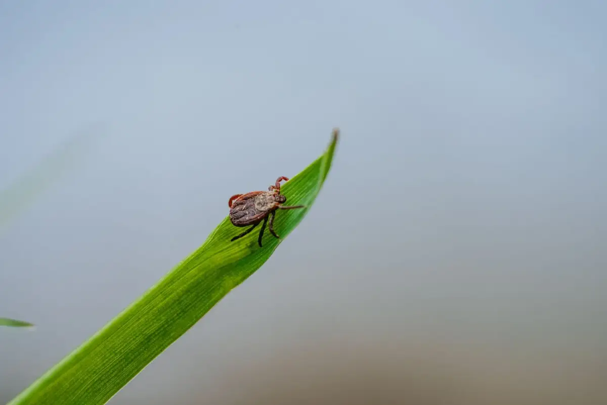 Šie augalai traukia erkes
