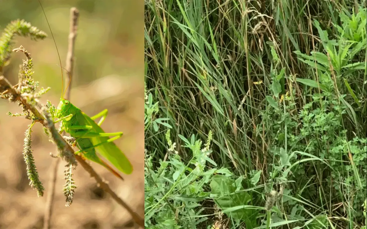 Surask žiogą per 10 sekundžių