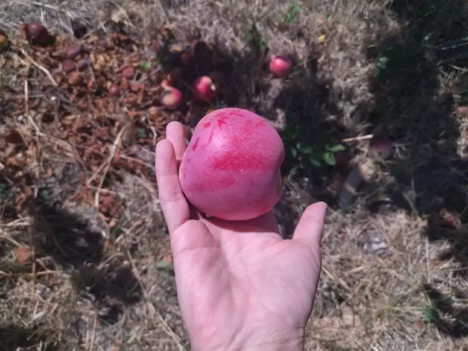 Sveikas, gražus obuolys