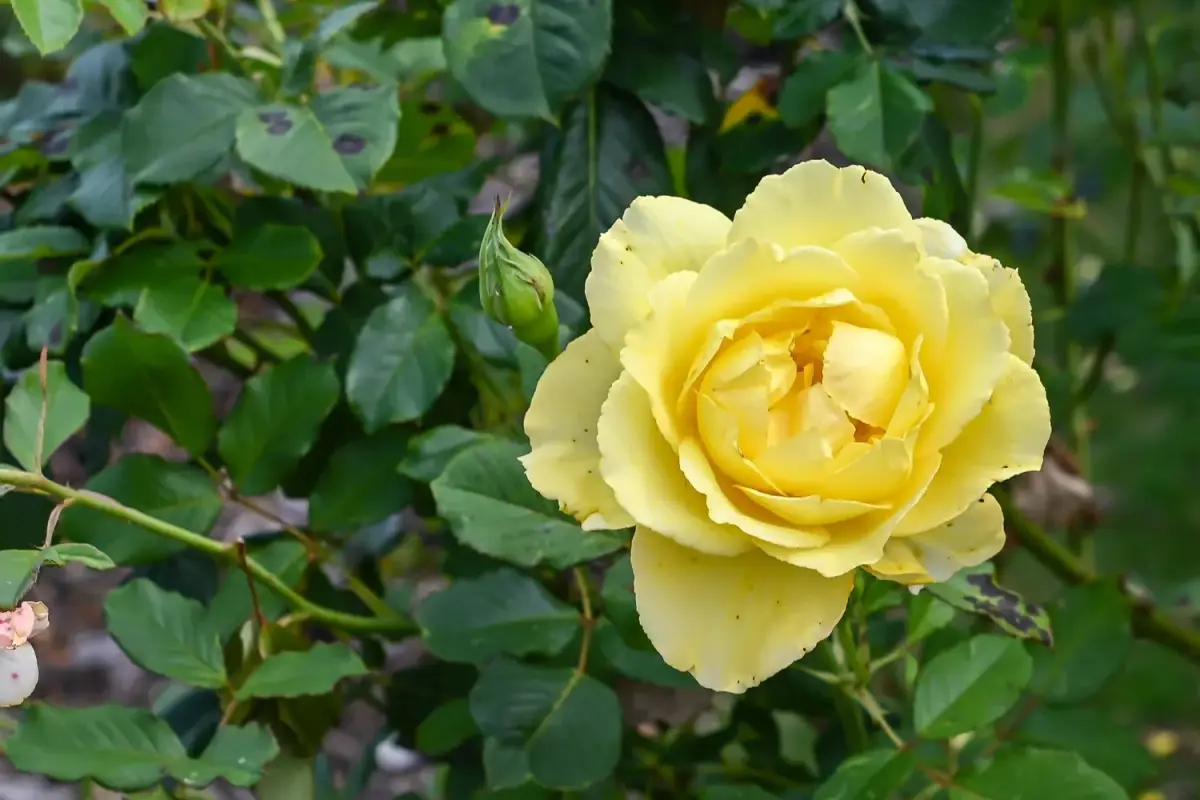 Žydinčios rožės rugpjūtį / Abdul_Shakoor / Shutterstock.com