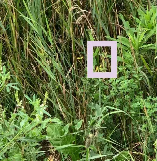 Optinė iliuzija: surask žiogą - atsakymas