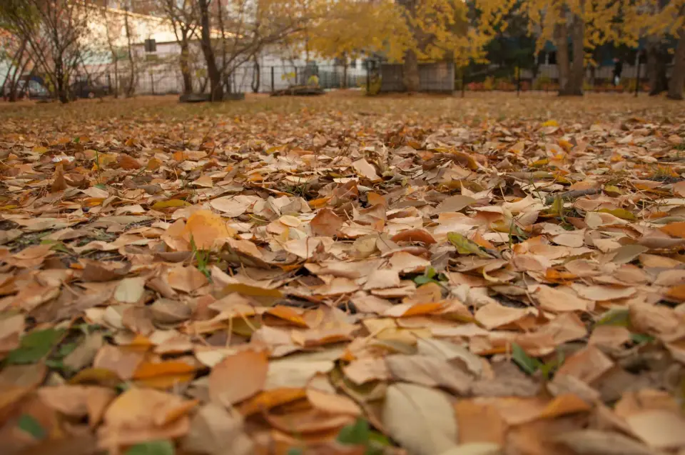 Ką daryti su kaimyno medžių lapais?