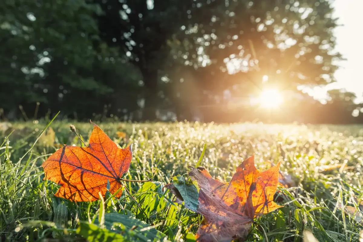 Prižiūrėkite veją rudenį