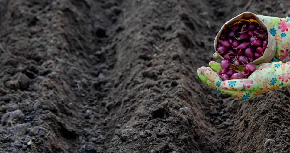 Svogūnų sodinimas rudenį