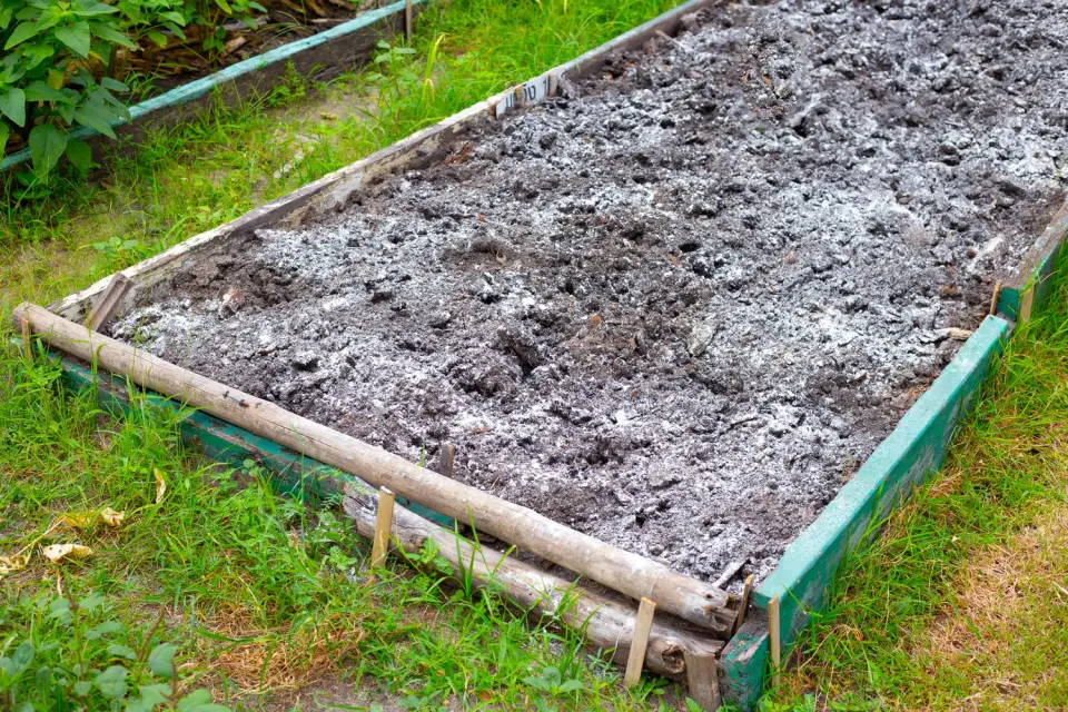 Lysvių tręšimas kaulų miltais