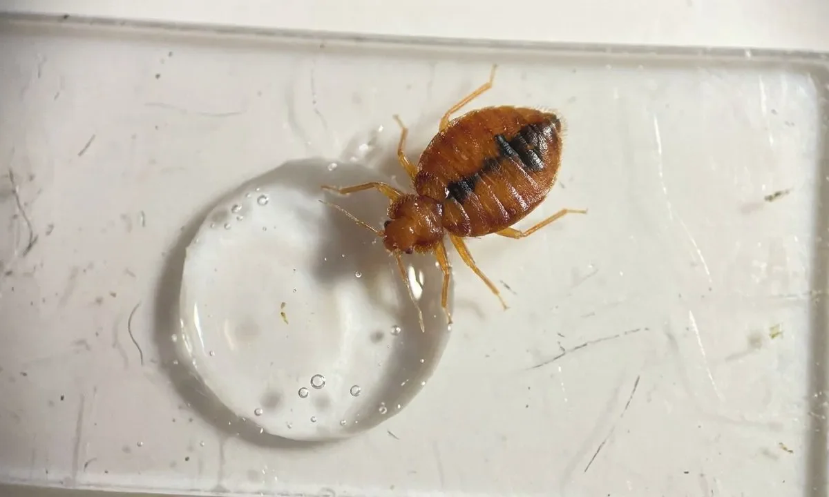 Mokslininkai aptiko kone juokingą blakių Achilo kulną: jos paniškai bijo paprasto vandens