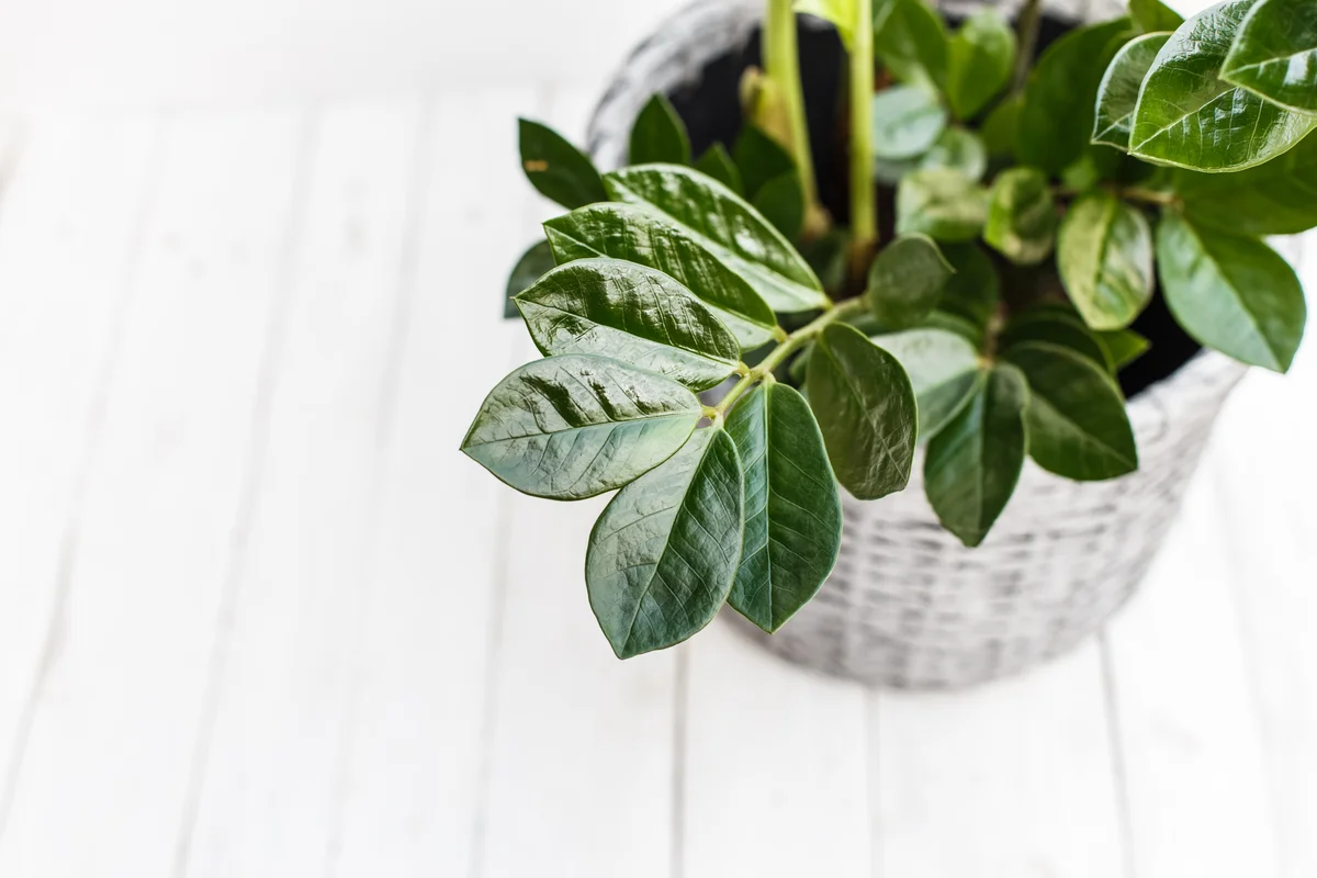 Zamiokulkos priežiūros ypatumai