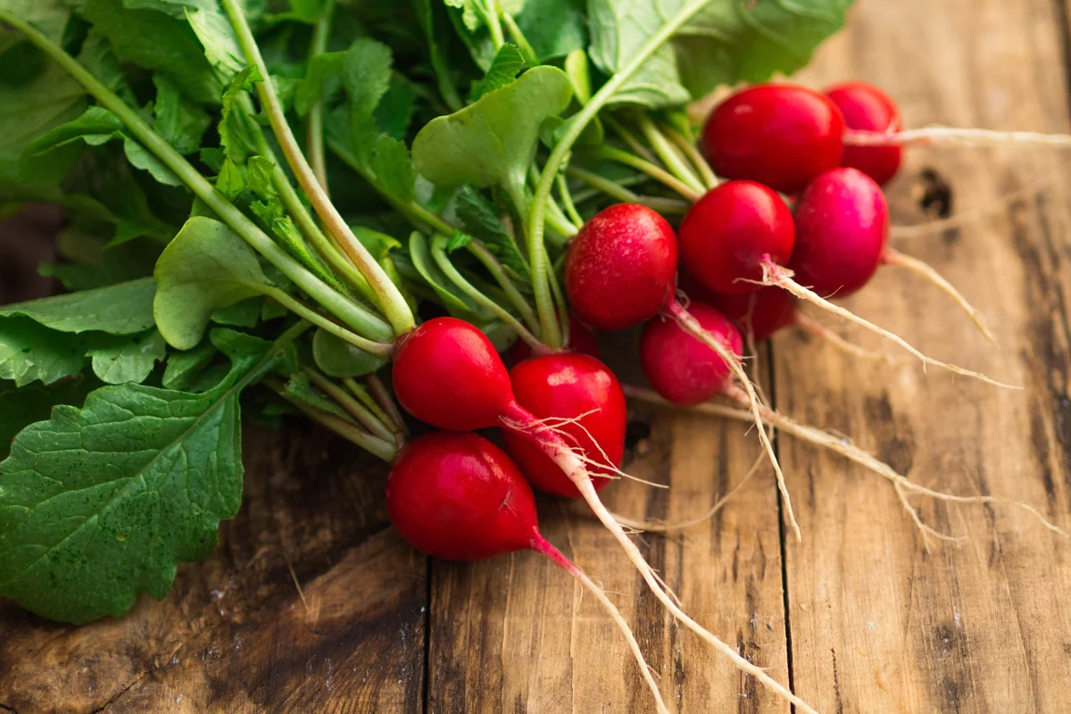 Ridikėlių trūkinėjimo priežastys