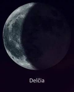 delcia delcia