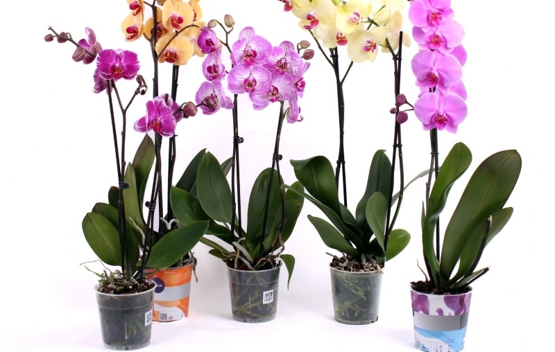 Orchidėjos Orchidėjos
