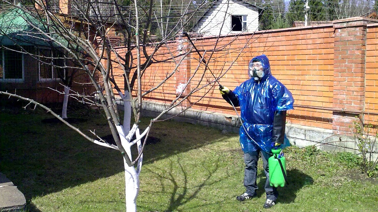 kada purksti vaismedzius