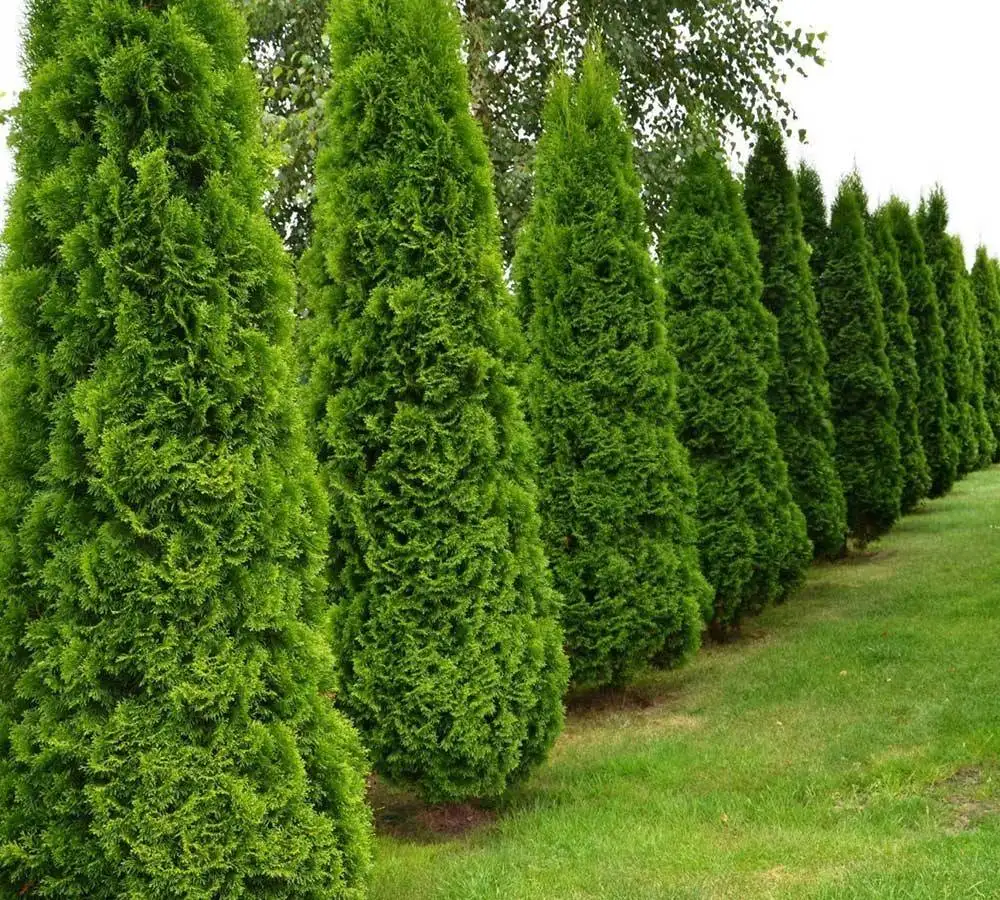 Tujų gyvatvorė rūšys ir jų priežiūra