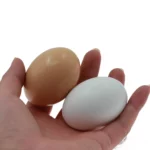 Rudų ir baltų kiaušinių skirtumai