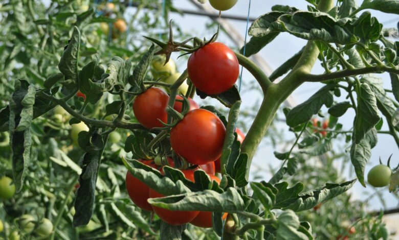 Kada seti pomidorus 2022