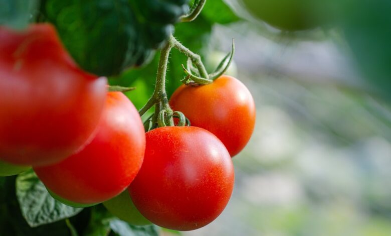 Patyrę sodininkai paaiškina, kodėl į pomidorų daigų dėžutę reikia dėti cukraus 1 Pomidoru daiguose dedamas cukrus