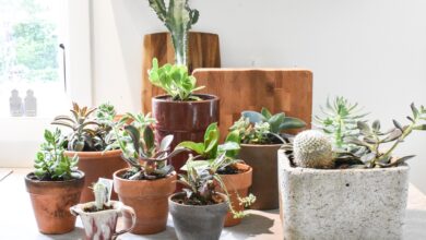 Ekspertai pataria penkios pagrindinės kambarinių augalų priežiūros taisyklės / nuotr. Unsplash.com