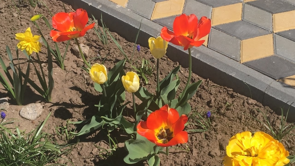 Tulpes Tulpes