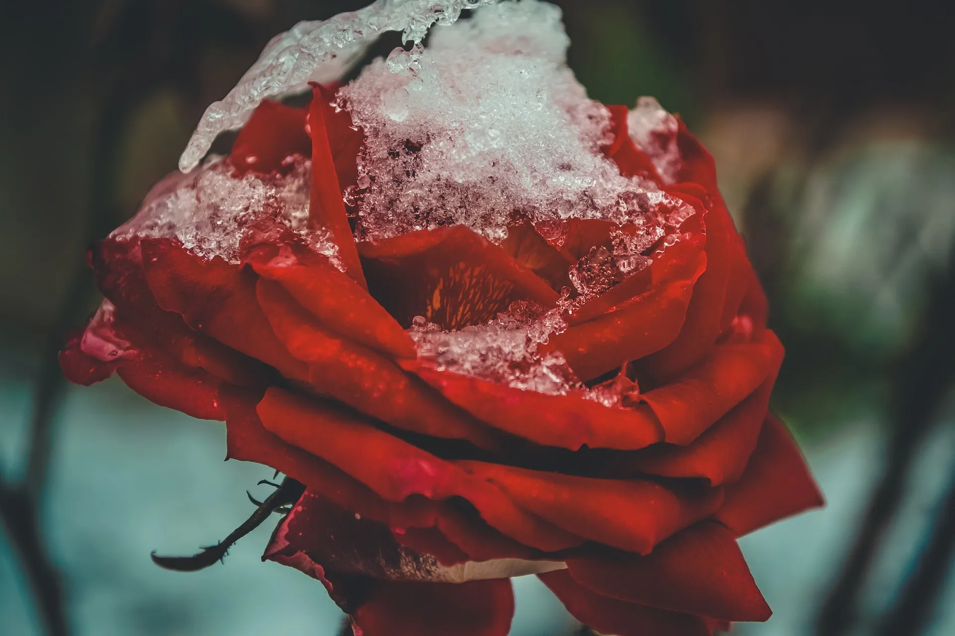 Rožių genėjimas ir uždengimas žiemai