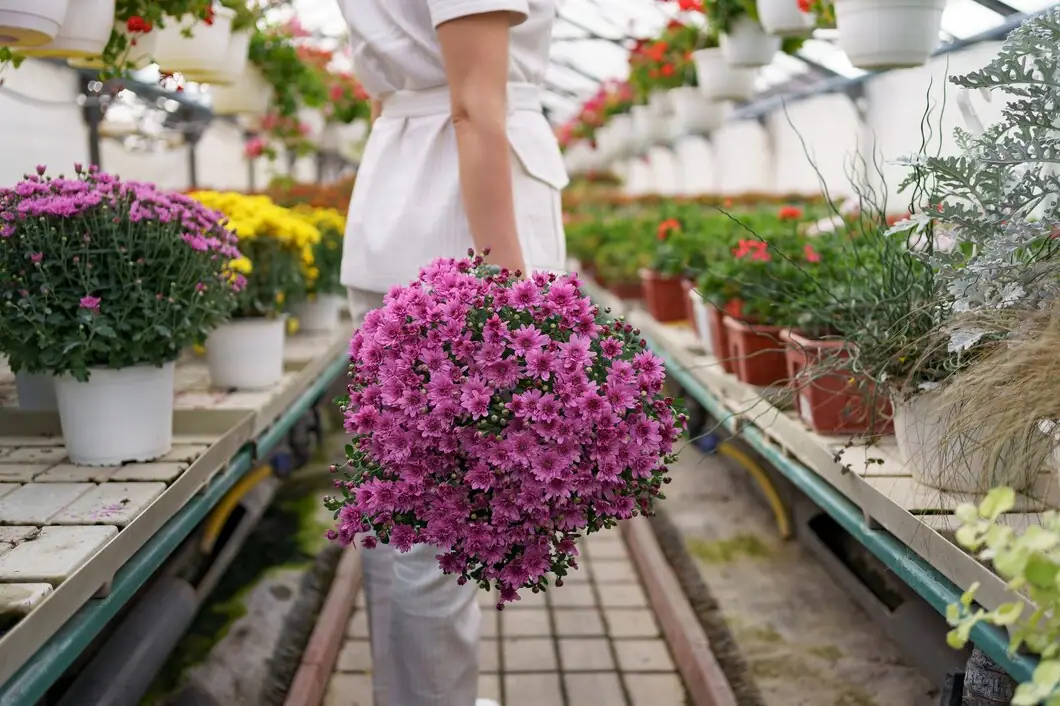 Chrysanthemum