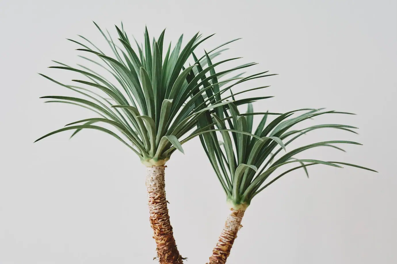 DRACENA