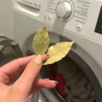 Lauro lapas skalbimo mašinai