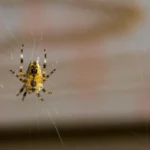 Vorai namuose