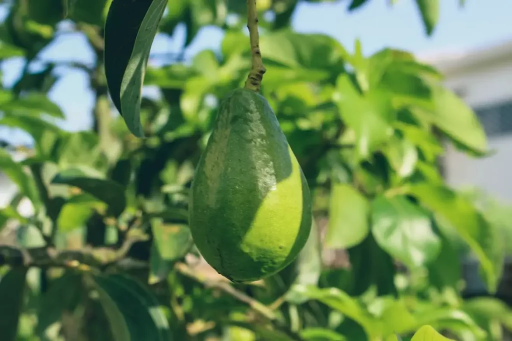 Avokado medis
