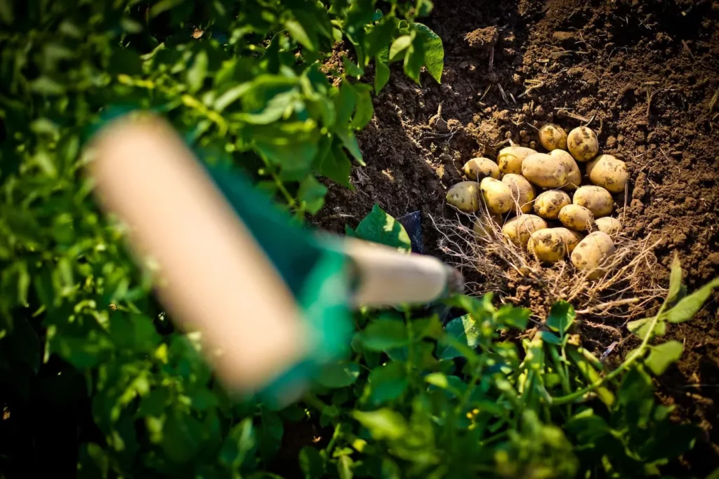 Bulvių derlingumas