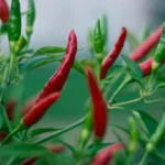 Aitrioji paprika arba Čili