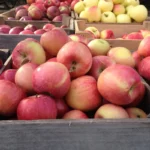 Kaip išsirinkti tikrai skanius obuolius