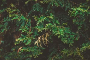 Tujų rudavimo priežastys