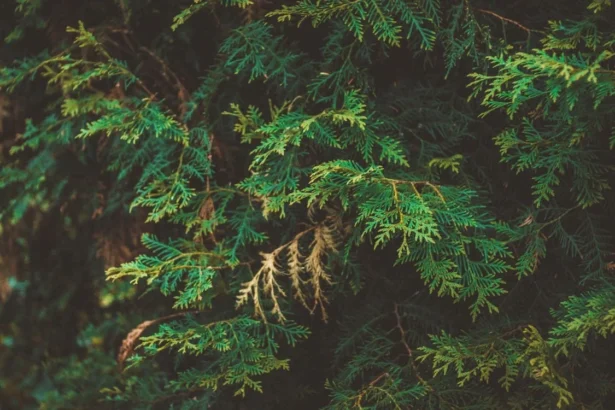 Tujų rudavimo priežastys