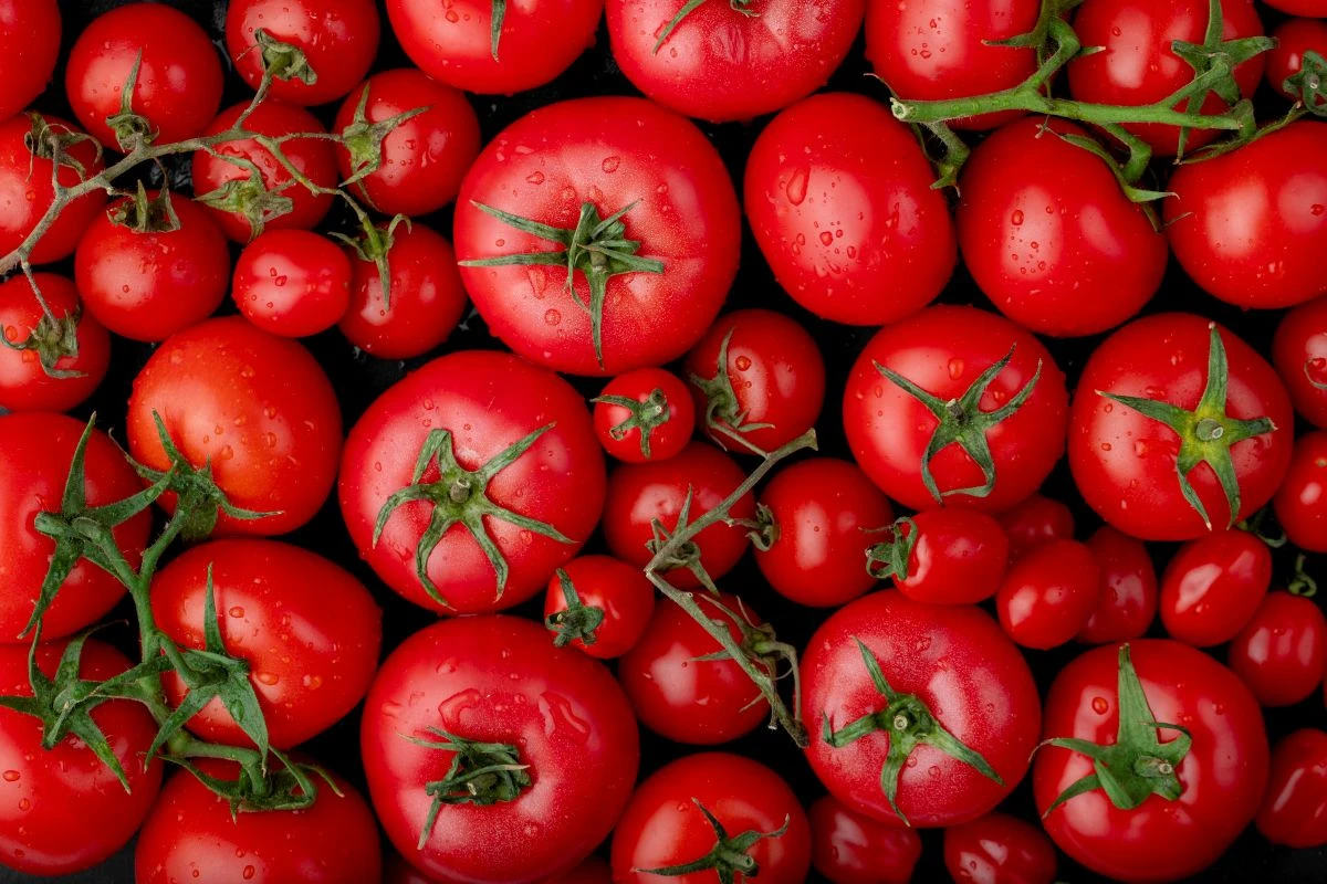 Tvirti, sultingi, gardūs pomidorai