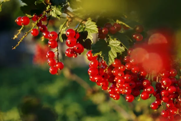 Serbentų krūmo atnaujinimas