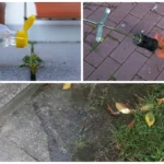 4 būdai panaikinti samanas ir piktžoles