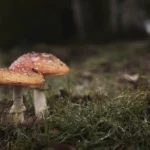 Apsinuodijimas grybais