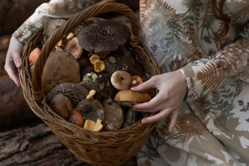 Pilna pintinė grybų