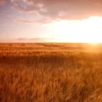 Rugpjūčio pabaiga 4 zodiako ženklams atneš netikėtų permainų