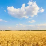 Rugpjūtis atneš pokyčių