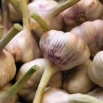 Kaip tinkamai sodinti žieminius česnakus