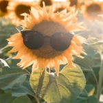 Netikėta sėkmė rugpjūtį